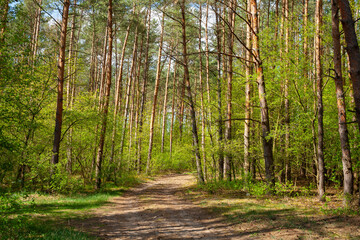 Obraz premium A peaceful spring trail winds through a lush pine forest, bathed in sunlight and surrounded by vibrant green foliage, inviting calm and connection with nature