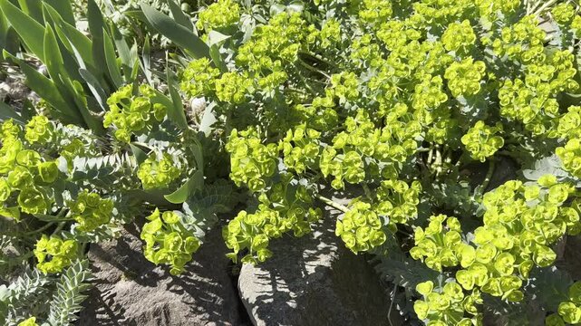 Rollers spurge, Euphorbia myrsinites