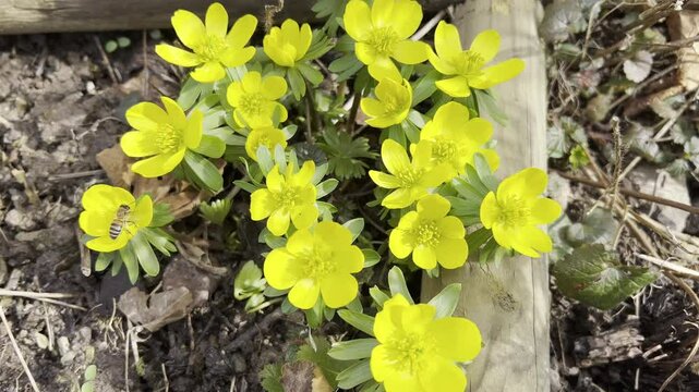 winter lice, Eranthis, hyemalis