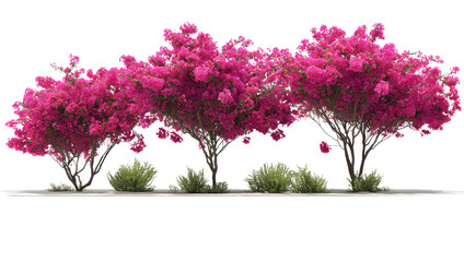 Obraz premium Blossoming Bougainvillea: Three vibrant bougainvillea trees, bursting with a profusion of radiant, magenta blooms, line up. capturing the essence of natural beauty.