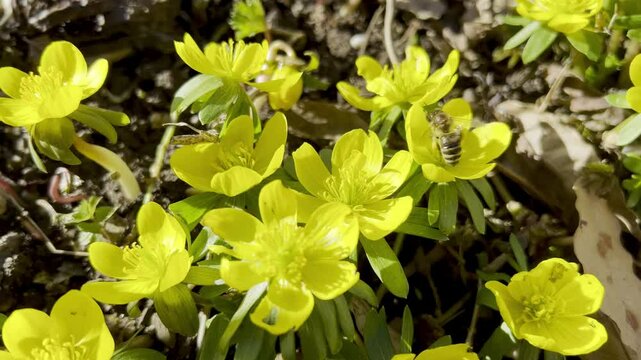 winter lice, Eranthis, hyemalis