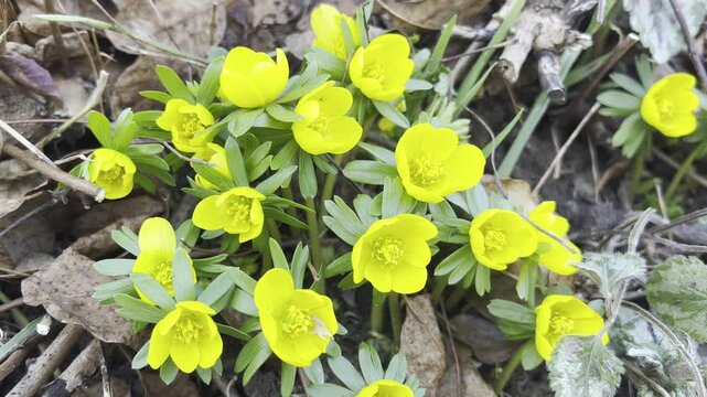 winter lice, Eranthis, hyemalis