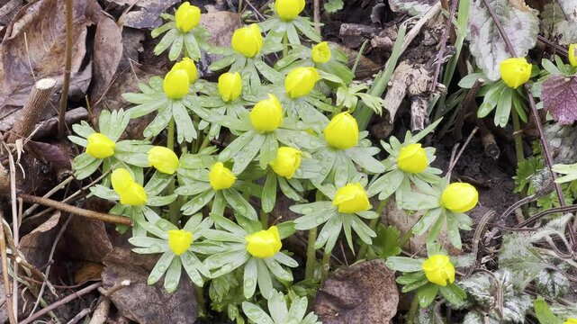 winter lice, Eranthis, hyemalis