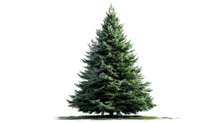 Majestic Evergreen: A solitary, towering evergreen tree stands tall, its lush green foliage a symbol of resilience and natural beauty, bathed in soft sunlight and a touch of shadow.