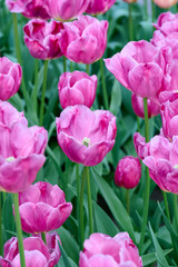 Fototapeta premium pink tulip Pink Majesty with stigma and anthera