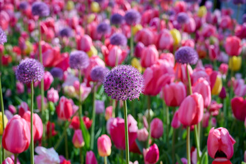 purple pink allium in mixed tulip field