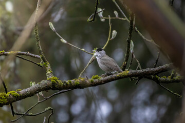 Morning in the forest, a male bird sits on a tree branch and sings.