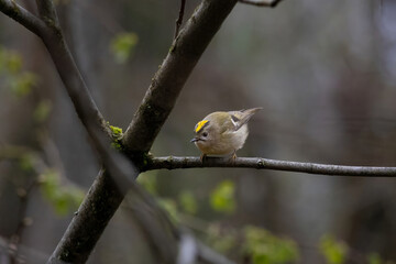 Goldcrest smallest bird in the family Sylviidae