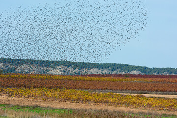 Thousands of starlings in synchronized flight at sunset