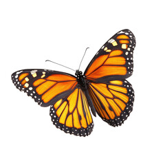 Monarch Butterfly in Flight