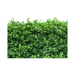 Obraz premium Lush Green Ficus Microcarpa Bush Against Transparent Background