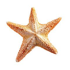 Close-up of a starfish.  Its intricate, granular texture and five-pointed star shape are clearly visible