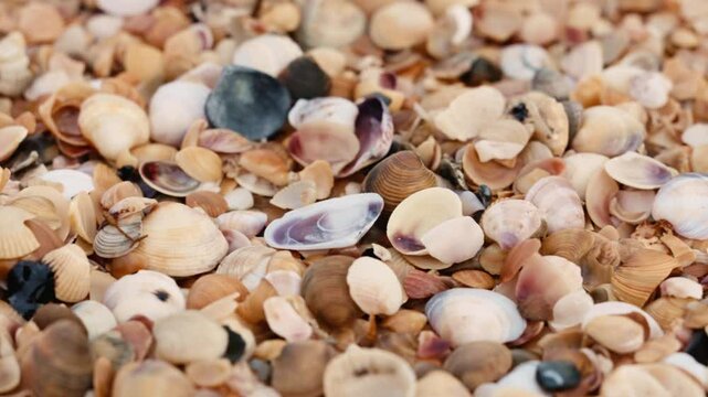 Fuel oil spills on a beautiful seashell beach. Beach oil spill impact. There are many small drops of toxic fuel oil on the shell of the seashore. Environmental pollution