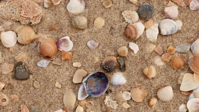 Fuel oil spills on a beautiful seashell beach. Beach oil spill impact. There are many small drops of toxic fuel oil on the shell of the seashore. Environmental pollution