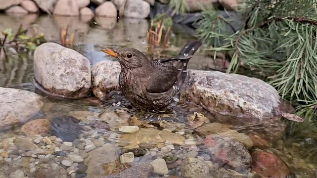 A monocolor blackbird (Turdus unicolor) swims in a natural forest pond