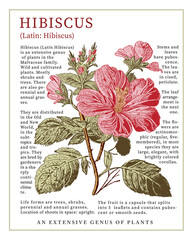 Hibiscus fabric blooming realistic isolated flowers. Vintage background. Set Jasmine wildflowers. Wallpaper baroque. Drawing engraving. Vector illustration © Наталья Лобенко