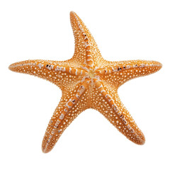 Close-up of a starfish, featuring a light orange color and distinct small, speckled texture