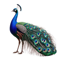 Obraz premium Vibrant peacock, detailed plumage