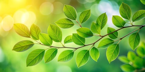 a minimalist composition featuring a detailed branch with leaves