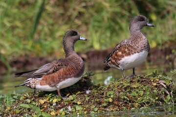 Female Wigeon Ducks