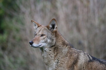 wolf in the forest