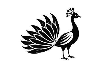 Obraz premium peacock vector illustration