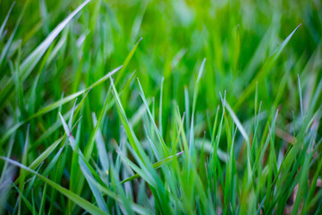 Fresh Green Grass Field Under Blue Sky