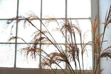 Object: A bunch of decorative grass rice is in the corner at home, and Ornamental grass is in the pot. Interior with grass flowers