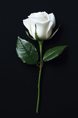 Obraz premium Single White Rose on Black Background