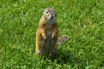 A ground squirrel or marmot stands upright on the green grass in its natural habitat, showing its curious nature and the concept of a vibrant environment and groundhog day