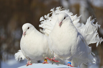 White decorative doves stand on a surface with colorful stripes on their legs as a symbol of peace and love. The concept of using purebred pigeons in a wedding ceremony