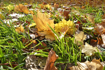 Colorful autumn leaves scattered on green grass create a bright natural landscape with space for text. Concept of use for autumn banner design.