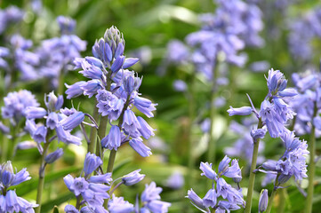 Spanish bluebells in early morning golden sunlight