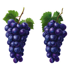 Fototapeta premium Fresh wet black grapes with dew and green leaves isolated on white background – high-resolution realistic fruit photography for food and product design