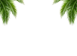 Real green branch on transparent background. Natural tropical green leaves isolated. Tree leaf frame png isolate die cut file 
