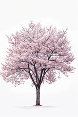 Fototapeta premium Serene blooming cherry blossom tree