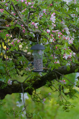 Discover nature's delight: charming small birds feast from a vibrant food holder, captured in a crisp close-up with soft natural lighting.