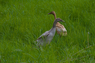 Discover rustic bliss: home-kept ducks wander across a vibrant green pasture, evoking the serene charm of countryside living and joyful farm life.