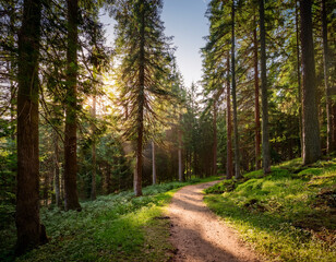 Naklejka premium A winding dirt path leading into a dense forest surrounded by towering evergreen trees under soft sunlight.