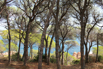 Obraz premium Landscape with the Mediterranean Sea, typical pine trees of the Costa Brava, the turquoise-blue sea water, and rocks and the sky in the background. Coast with beautiful rocks.