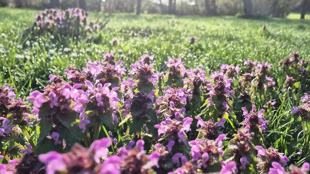 spring flowers 4k 60fps slow motion