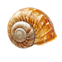 Close-up of a spiral-shaped shell.  A beautiful, ornate, and intricately detailed gastropod shell, showcasing a rich tapestry of colors.  Its smooth surface reveals natural patterns