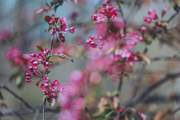 Blossoming cherry trees greet spring with vibrant pink flowers in a serene garden landscape under bright sunshine and clear skies