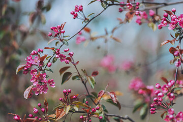Vibrant flowering branches showcase the beauty of springtime in a tranquil garden setting, where nature comes alive with colors and scents in a peaceful atmosphere