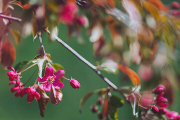 Vibrant blossoms adorn branches in a tranquil garden setting during the gentle warmth of springtime