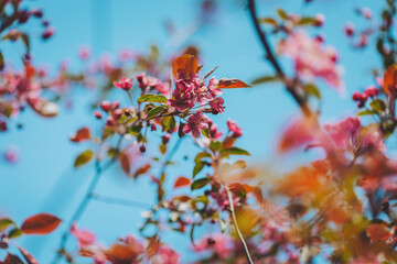 Blossoming branches fill the sky with vibrant colors during a sunny spring afternoon in a serene garden setting