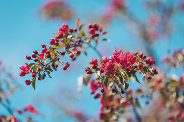 Vibrant blossoms adorn branches against a bright blue sky in a serene spring afternoon
