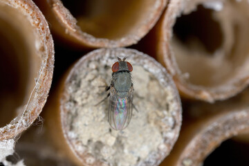 Drosophilid fly, Houdini fly, Cacoxenus indagator, fodder parasite of Osmia bicornis at insect hotel, Insect from the dorsal side on a clay-flooded reed tube.