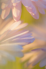 Delicate Overlapping Daisy Petals in Pastel Tones