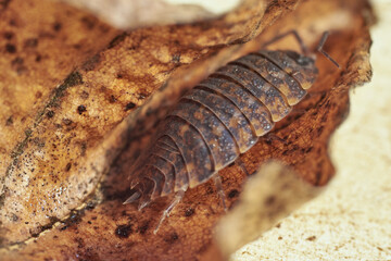 Moss on a withered, brown fall leaf. Macrophoto of Oniscidea